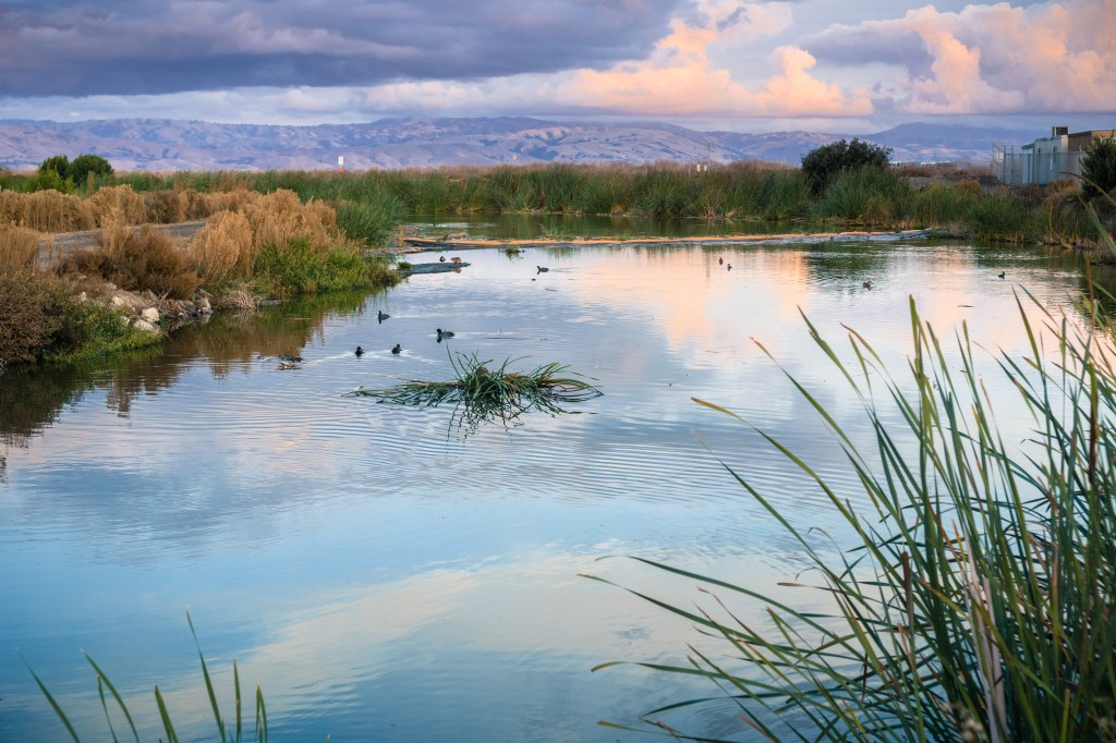 Californians have a long, proud history of environmental protection. This achievement is threatened by continued population growth. Exhibit A is WATER POLICY, where Governor Newsom -- supposedly pro-environment -- is trying to fast-track a water grab that could devastate the Sacramento River Delta and San Francisco Bay.