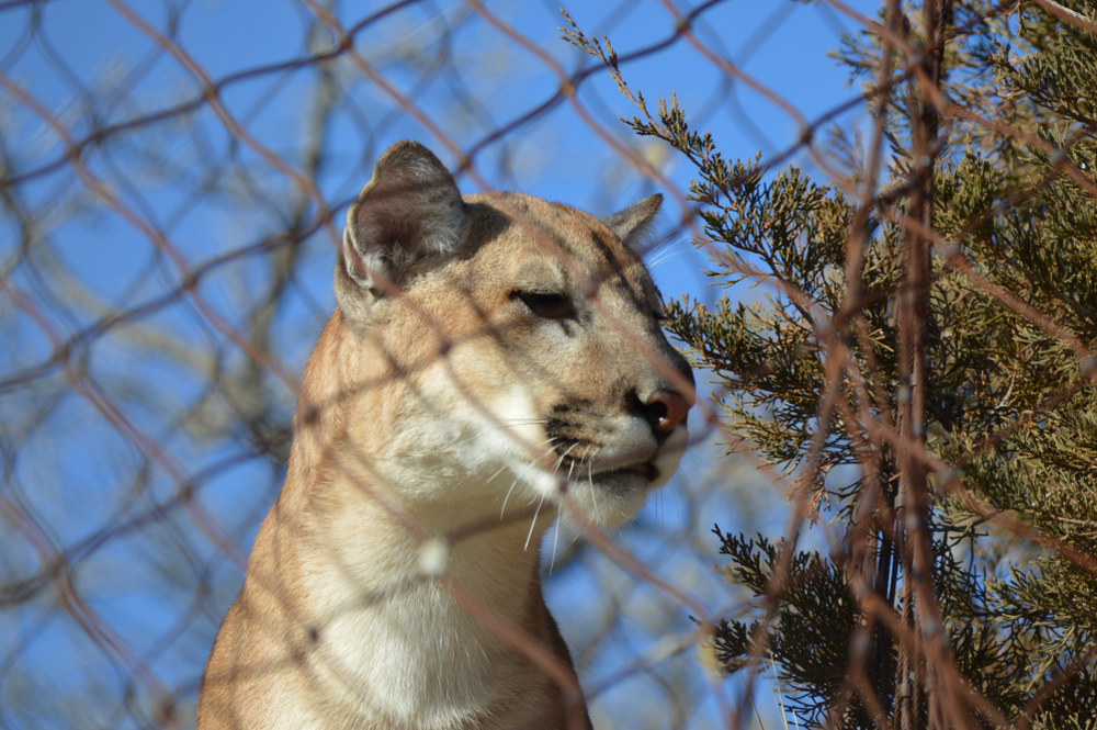 Mountain lion and chain link fence