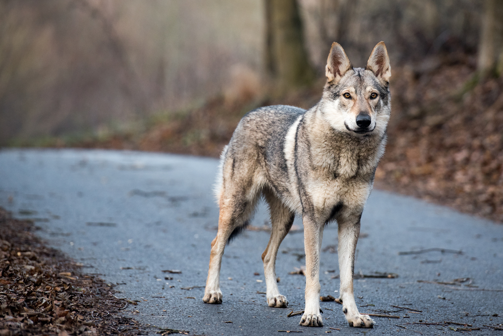 Wolf in the road